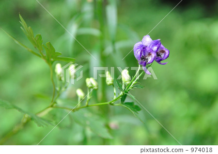 Yamama Torikabuto（Torigomo草藥：智子/ Woofu） 974018