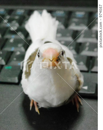 Personal computer-loving duckworm 2 974087