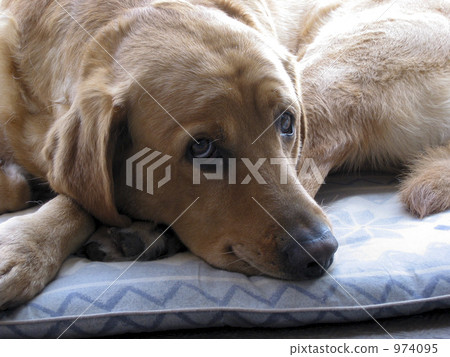 拉布拉多半島 毛孩 狗 974095