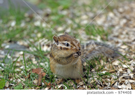 The glutton is you! 974408