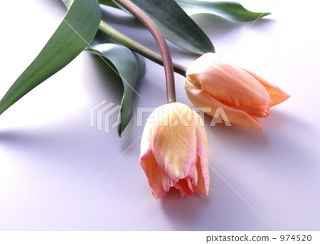 tulipa, bloom, blossom 974520