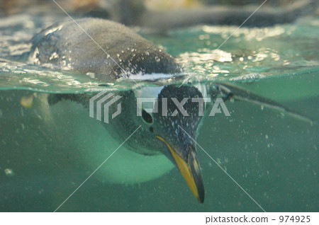 aquatic, in the water, underwater 974925