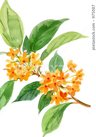 Kinmokusei Kinmokusei 975087