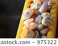 sea-shell, seashell, shell 975322