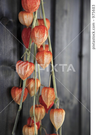 Cherry fruit Cherry fruit 975683