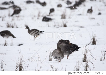 在真正的鵝休息 975997