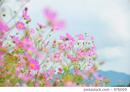 宇宙 宇宙 976009