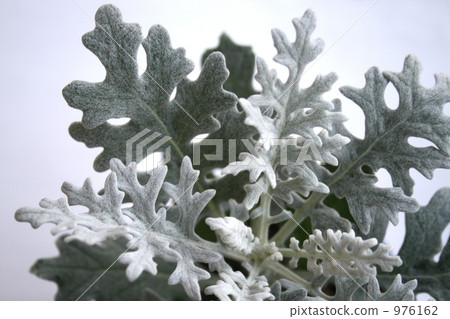 jacobaea maritima, white leaf, monotone 976162