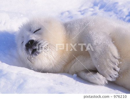 true seal, earless seal, on ice 976210