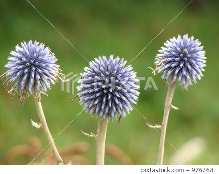 Higodai at alpine botanical garden 976268