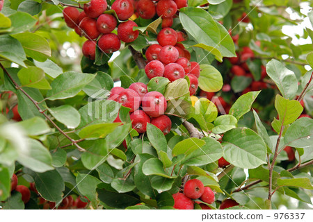 弘前步行/蘋果園(美國美容) 弘前步行/蘋果園(美國美容) 976337