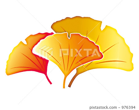 Ginkgo biloba Ginkgo biloba 976394