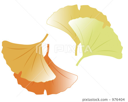 Ginkgo Leaf, dead leaves, ginkgo 976404