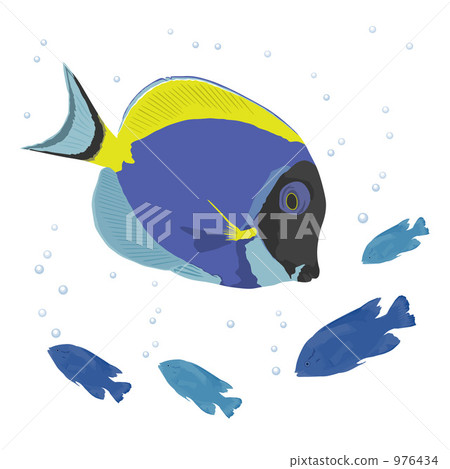 illustration, tropical fish, deep-sea fish 976434