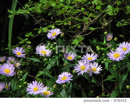 Joseph Yomena (Chow Seng Shion) Joseph Yomena (Chow Seng Shion) 976435