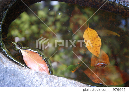 在水的表面上的下落的葉子 在水的表面上的下落的葉子 976665