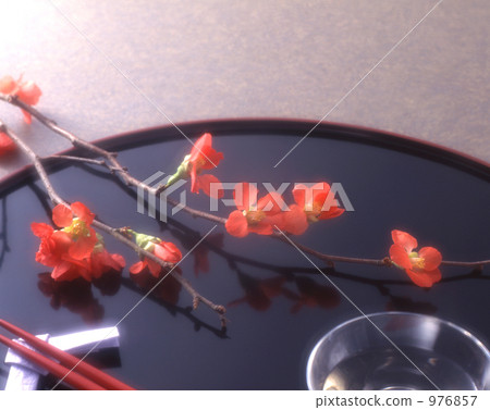 japanese quince, flowering quince, bon festival 976857