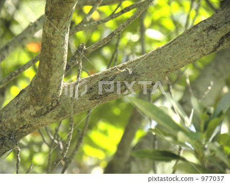 cicada, locust, kuroiwa tsukutsuku 977037