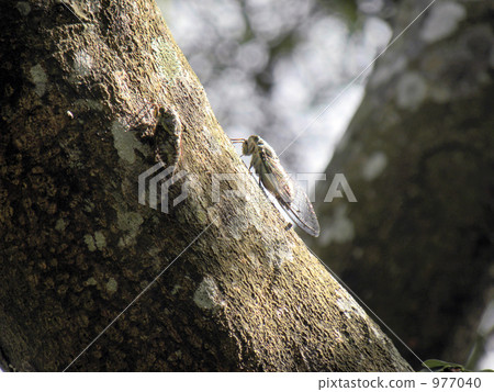 kuroiwa tsukutsuku, cicada, locust 977040
