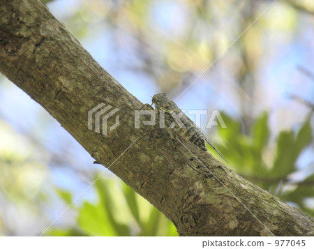 cicada, locust, kuroiwa tsukutsuku 977045