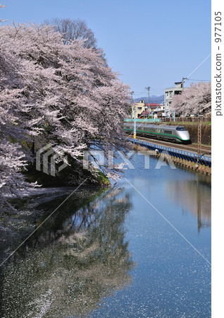 Tsubasa Shinkansen去櫻花的景點 977105