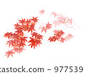 Autumn leaves 977539