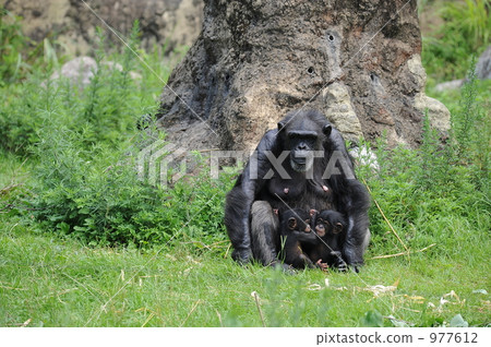 Parent and child of chimpanzee Parent and child of chimpanzee 977612