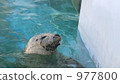 Laughing sesame seals 977800