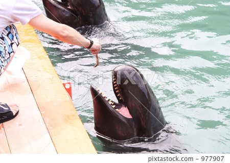 Contact with whales 977907