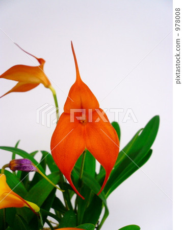 Masdebarria 978008
