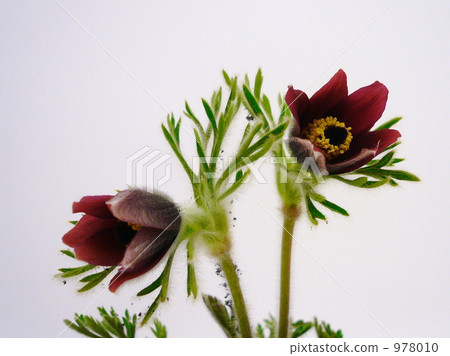 Okinagusa Okinagusa 978010