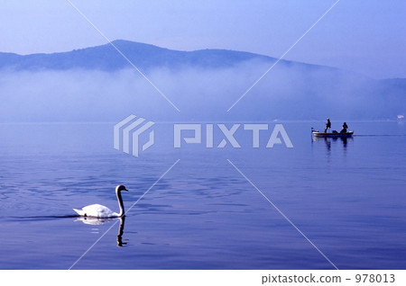 swan, swans, lake yamanaka 978013