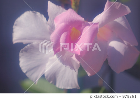 Mandebira (Alice Delight) 978261