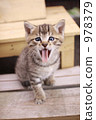 A large yawn of a kitty 978379
