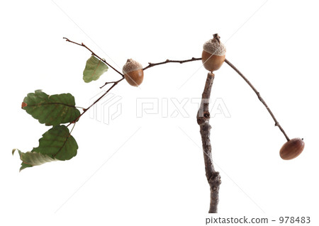 板栗的Yagirubeie 板栗的Yagirubeie 978483