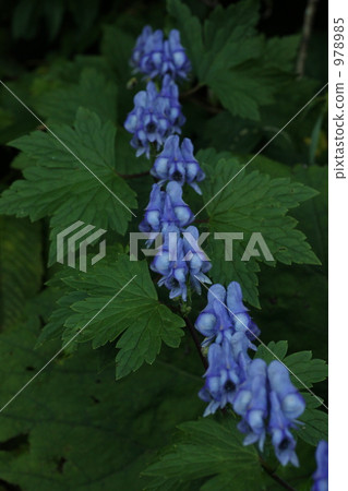 八幡平Okutorikabuto 978985