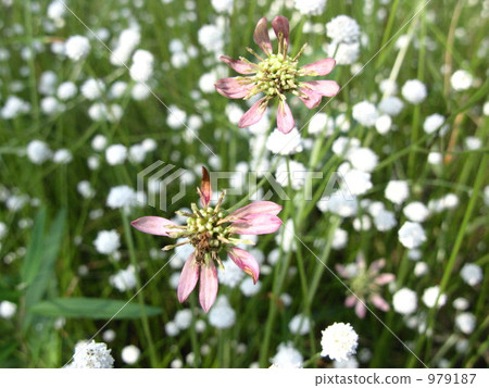 Flowers in wet ground Flowers in wet ground 979187
