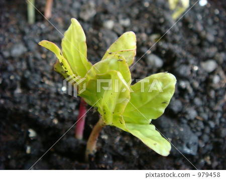 新芽 發芽 長芽 979458