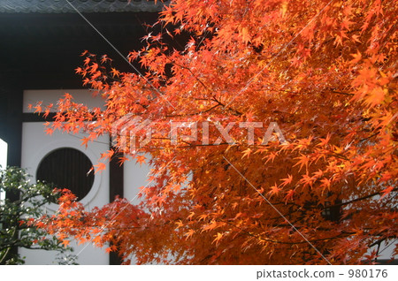 Autumn leaves of Tofukuji 980176
