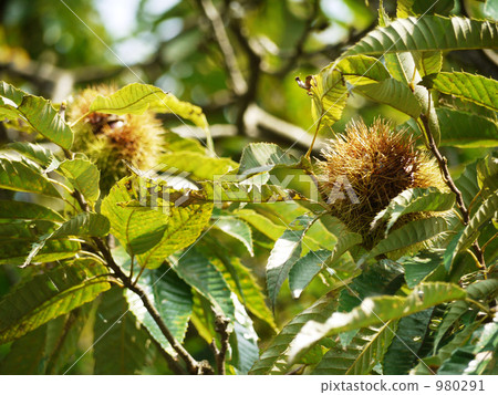 Chestnuts grown in trees Chestnuts grown in trees 980291