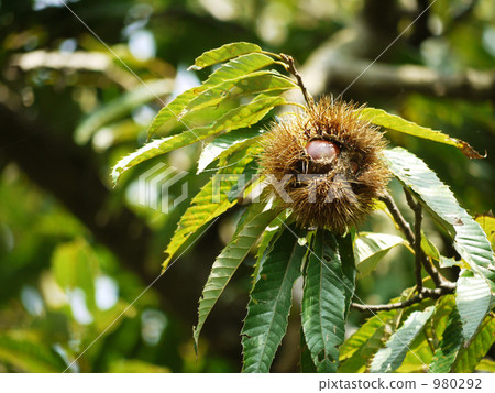 Chestnuts grown in trees 980292