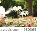 Cluster amaryllis 980363