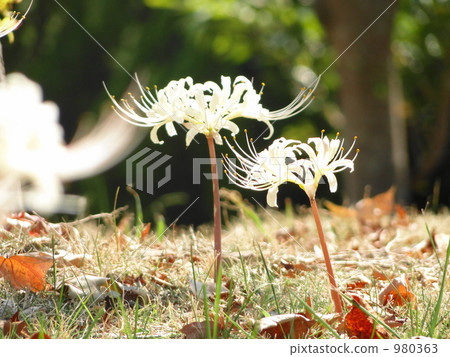 Cluster amaryllis 980363