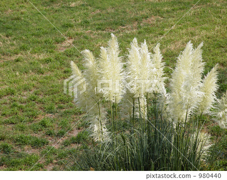 Panpasugurasu 980440