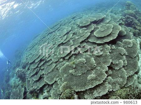underwater photograph, coral, table coral 980613