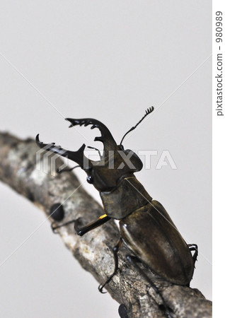 高砂深山鍬形蟲 980989