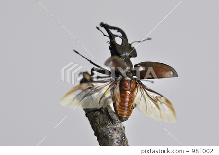 高砂深山鍬形蟲 981002