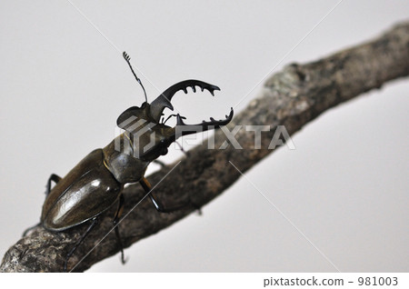 高砂深山鍬形蟲 981003