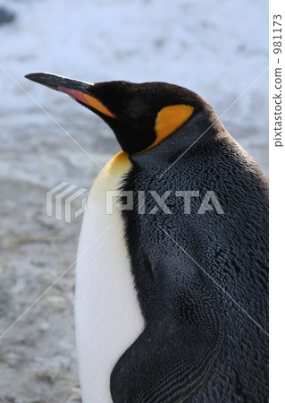penguin, penguins, winter 981173