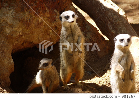 meerkat, land mammals, animal 981267